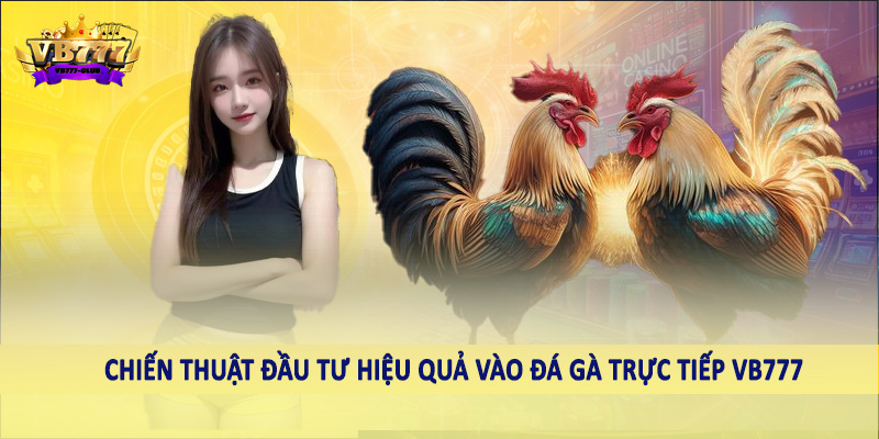 Chiến thuật đầu tư hiệu quả vào đá gà trực tiếp VB777