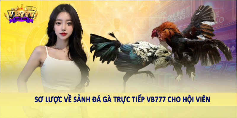 Sơ lược về sảnh đá gà trực tiếp VB777 cho hội viên